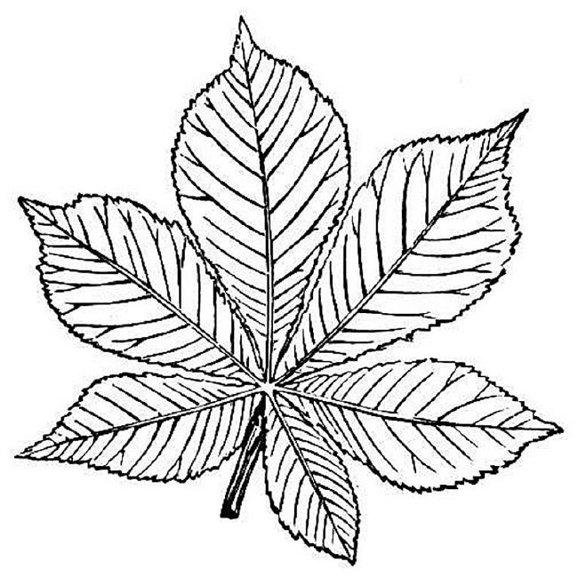 Plansa de colorat cu Frunze 12 4
